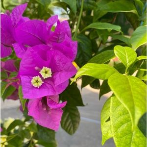 Meet your Posher, Pat